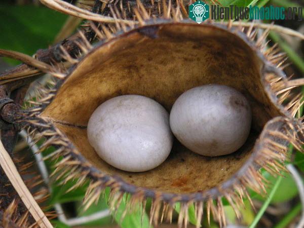 Ở Thái Lan, cây mắt mèo trước đây được trồng với mục đích chống xói mòn