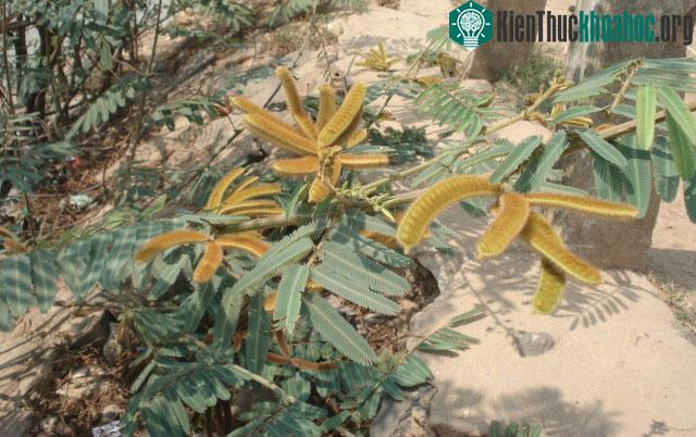 Lông tơ của quả mắt mèo chứa chất độc serotonin, mucunain gây ngứa và rộp da nếu chạm phải.
