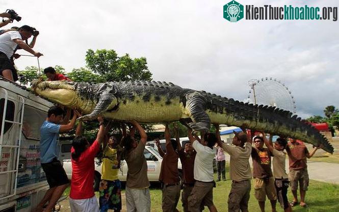 Cá sấu khổng lồ