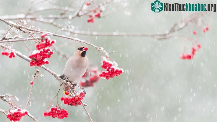 Bức ảnh chụp ký sinh trùng giun sán.