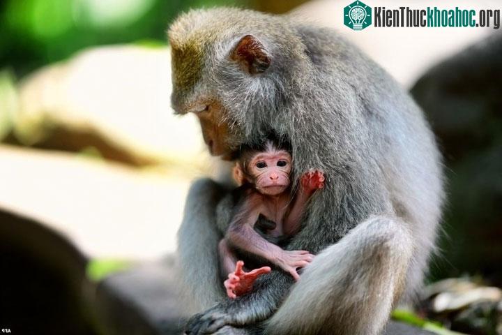 Lần đầu tiên nhân bản vô tính khỉ