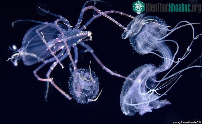 Một con tôm hùm gai (phải) cưỡi một con sứa tím (trái) vào ban đêm ở vùng nước bề mặt của đại dương sâu thẳm ngoài khơi Kailua Kona, Hawaii.
