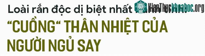 "Quái vật" rắn độc dị biệt nhất hành tinh