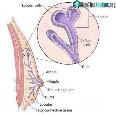 Vì vẫn mang trong mình một lượng nhỏ mô vú, đàn ông vẫn có thể mắc ung thư ở bộ phận này.
