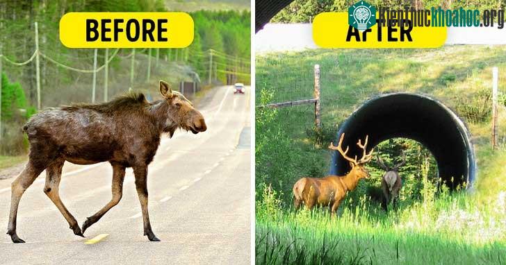 Wildlife crossing - ý tưởng thiên tài và hiệu quả cực cao