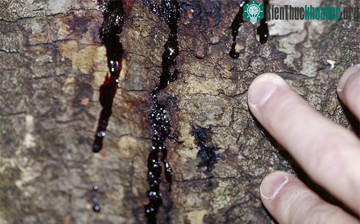 Pháp nỗ lực ngăn chặn loài nấm có khả năng tàn phá rừng ảnh 0