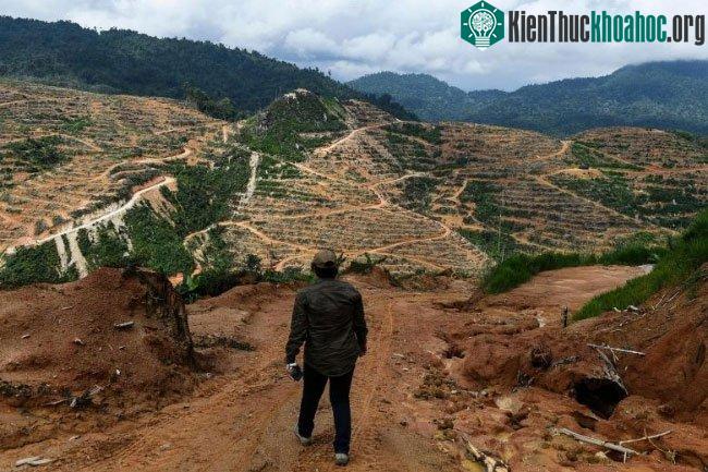 Đồn điền sầu riêng trên diện tích rừng trước đây ở Malaysia
