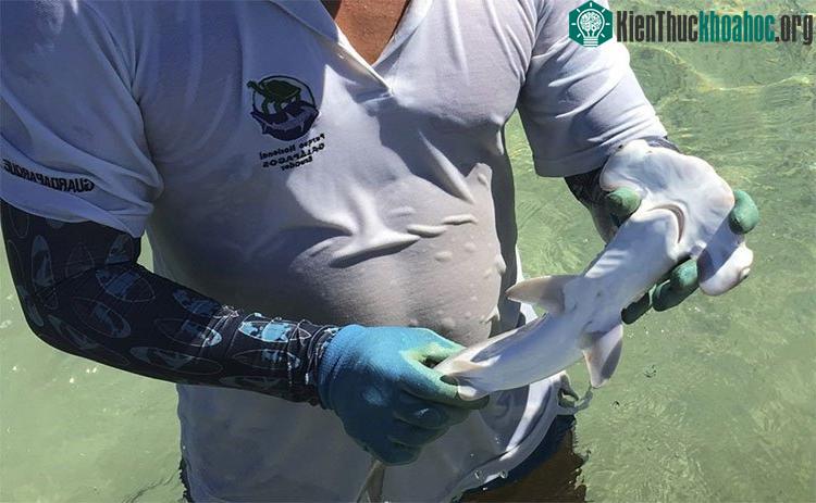 Ecuador phát hiện "vườn trẻ giữa đại dương"&nbsp;của cá nhám búa ảnh 0