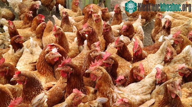 Xác con cáo được tìm thấy ở góc chuồng gà vào sáng hôm sau.