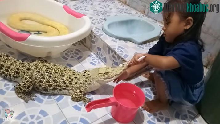 Cô bé một tay giữ miệng, tay kia cầm bàn chải, miệt mài chải răng cho chú cá sấu.