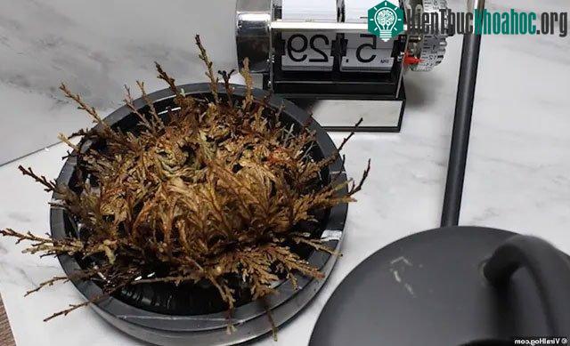 Hồng Jericho có thể tự hồi sinh khi được tưới nước.
