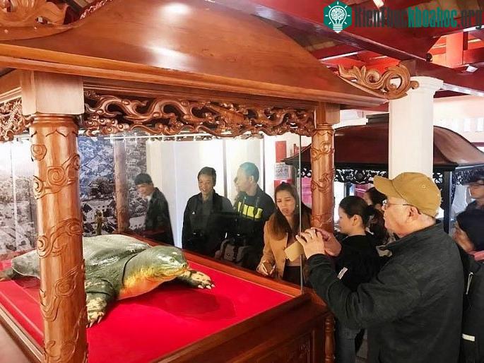 Tiêu bản cụ rùa hồ Gươm được đưa vào đền Ngọc Sơn ảnh 0