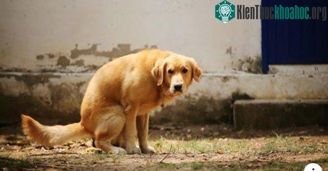 Mỗi khi đi vệ sinh, chúng sẽ chạy hoặc xoay lòng vòng mất một lúc lâu rồi mới bắt đầu hành sự.