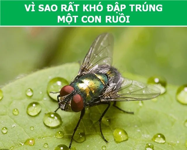 https://i.khoahoc.tv/photos/image/2019/03/19/con-ruoi.jpg