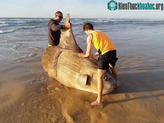 Kích thước khổng lồ của con cá mặt trời, tàu thuyền có thể gặp hư hại nếu đâm vào chúng.