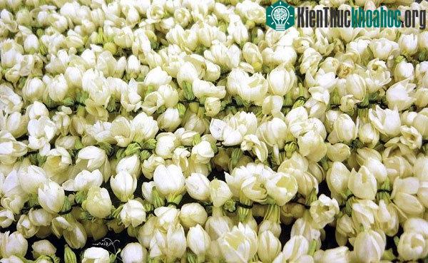 Trong ngành nước hoa, hoa nhài chính là vua của các loài hoa. (Ảnh: Yasin).
