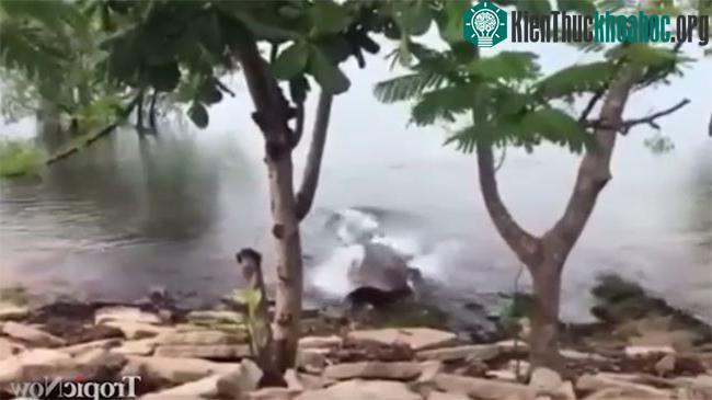 Cá sấu đớp lấy chú chó lông trắng bằng một cú tấn công bất ngờ.