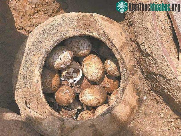 Vại lớn chứa những quả trứng cổ.