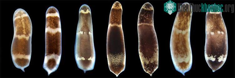 Gene EGR bao gồm cả con người chịu trách nhiệm chính cho việc phục hồi. Đương nhiên, số lượng gene này ở mỗi loài là khác nhau.