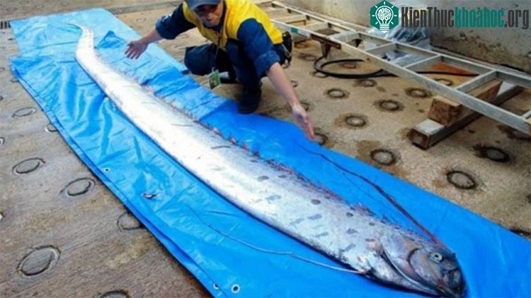 Cá oarfish thường chỉ sống ở vùng biển sâu.