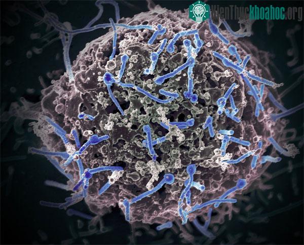Đây là lần đầu tiên lại virus này được phát hiện trong một loài dơi sống ở khu vực Tây Phi.