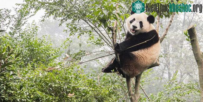 Gấu trúc đã từng ăn thịt trước khi… “ăn chay” ảnh 0