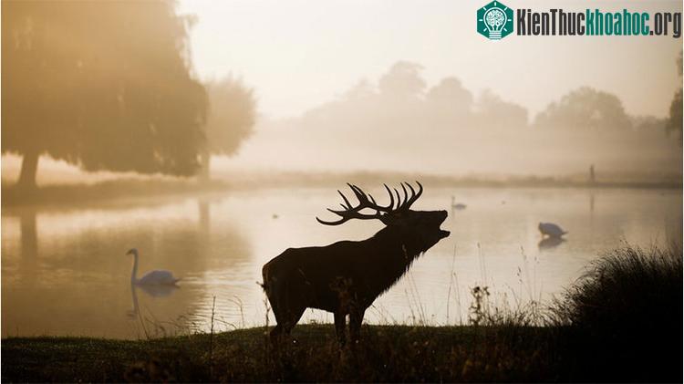 Bệnh dịch "xác sống" lan tràn ở Mỹ, Canada đe dọa đến con người ảnh 0