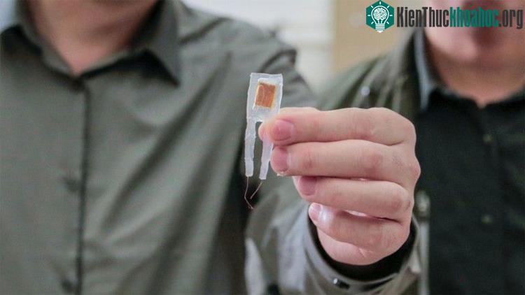 Con chip giúp kiểm soát cân nặng với kích thước nhỏ gọn.