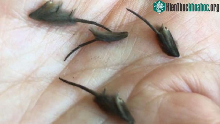 Sinh vật lạ được tìm thấy trong bếp.