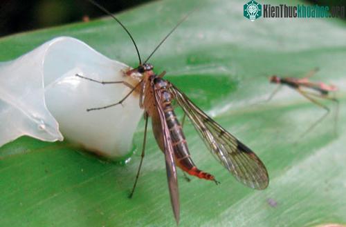 Loài mới 1 ăn mồi bẫy (cá mực) tại Vườn quốc gia Bidoup Núi Bà, tỉnh Lâm Đồng.
