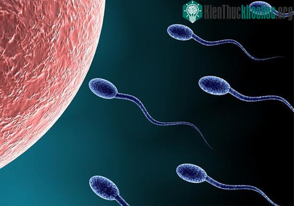 Mỗi tinh trùng phải chiến đấu với các đối thủ khác để tới được trứng. Ảnh: Healthline.