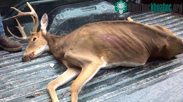 Một xác nai bị nhiễm CWD.