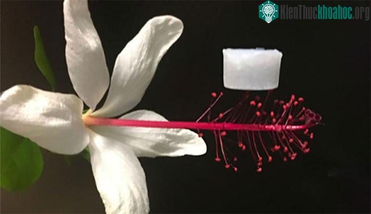 Vật liệu cách nhiệt Dainty với các khoang rỗng trong cấu trúc aerogel chiếm tới 99% tổng khối lượng
