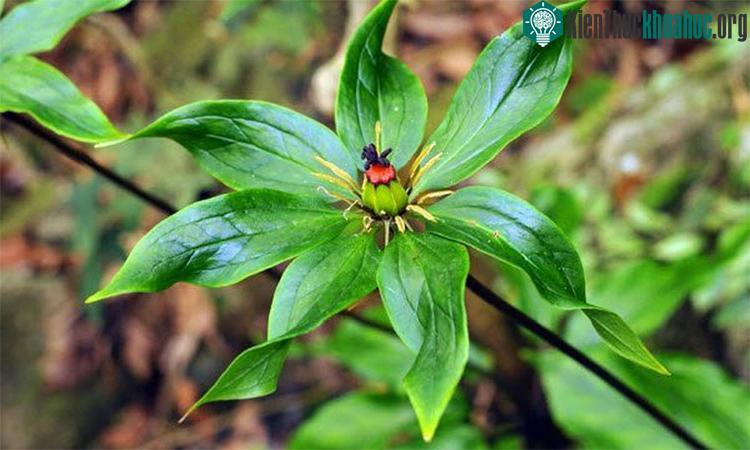 Cây thất diệp nhất chi hoa. (Ảnh: ST).
