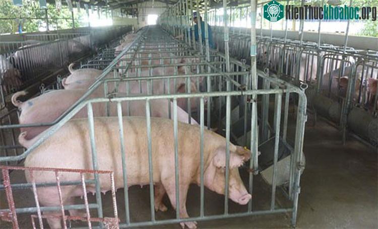 Dịch tả lợn không có khả năng lây sang người khi tiếp xúc, sử dụng sản phẩm