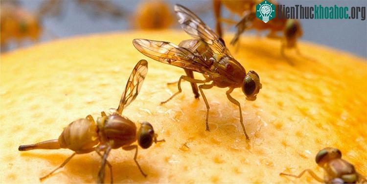 Các nhà khoa học Nhật Bản tìm ra cách tăng tuổi thọ ảnh 0