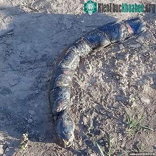 Sinh vật kỳ lạ được tìm thấy ở một cánh đồng lúa ở Argentina.