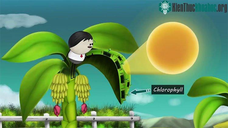 Mặt trên của lá cây xanh hơn là do tiếp xúc nhiều với ánh nắng Mặt trời.