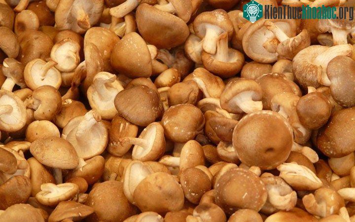Lợi ích của nấm phụ thuộc vào loại nấm mà người ta cho thú cưng của họ ăn.