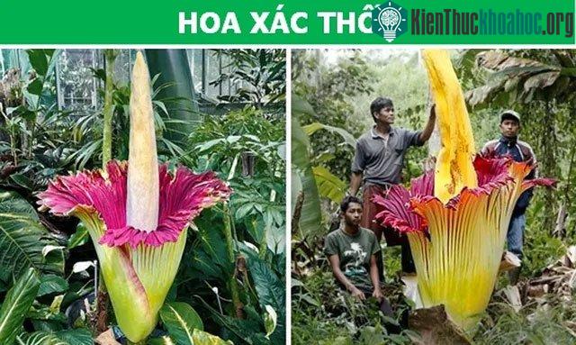 Cây hoa xác thối