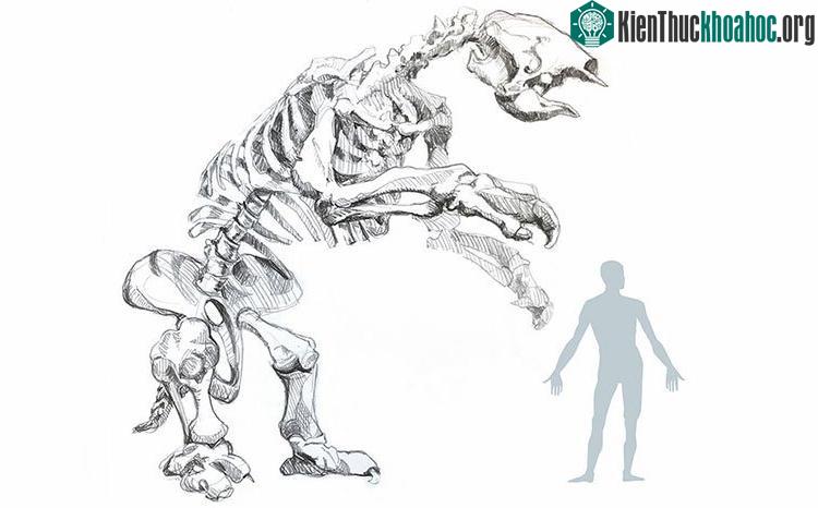 Con lười này đã sống ở thảo nguyên, không phải trong rừng và sống qua nhiều mùa khô kéo dài.