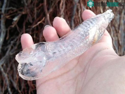 Cơ thể sinh vật trong suốt được tìm thấy ở bờ biển Philippines.