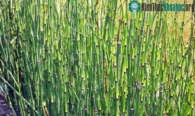 Cây mộc tặc.