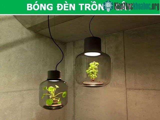 Bóng đèn trồng cây