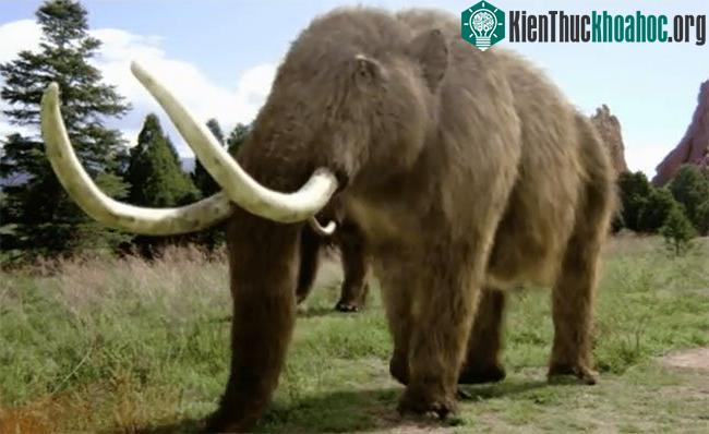 Ảnh minh họa một con voi răng mấu.