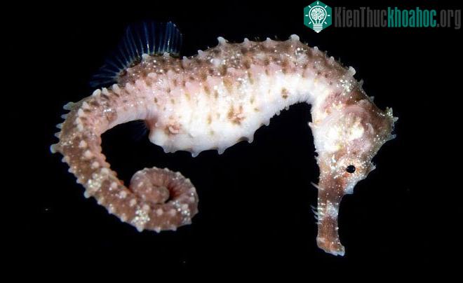 Hippocampus fishingi: Thường được gọi là cá ngựa Hawaii, sinh vật xinh đẹp này sống trong những đại dương hùng vĩ nhất và là một loài cá thuộc họ Syngnathidae. Nó có nguồn gốc từ Hawaii.