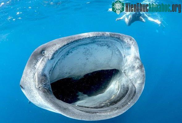 Khi mở miệng hút thức ăn, chúng gần như chẳng thể nhìn thấy gì phía trước.