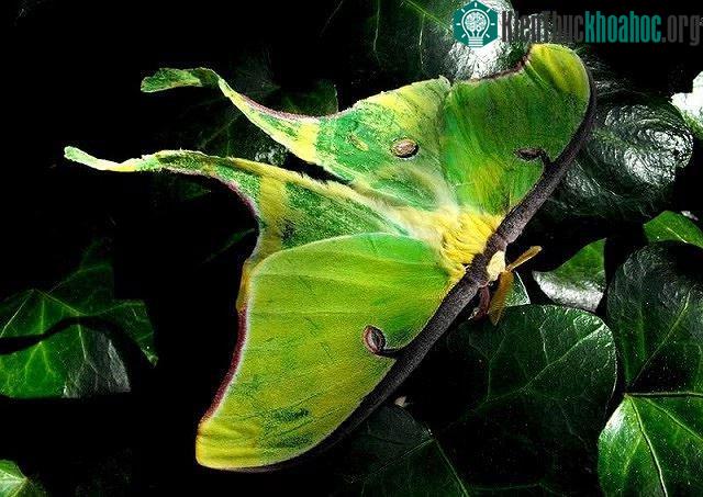 Bướm đêm luna