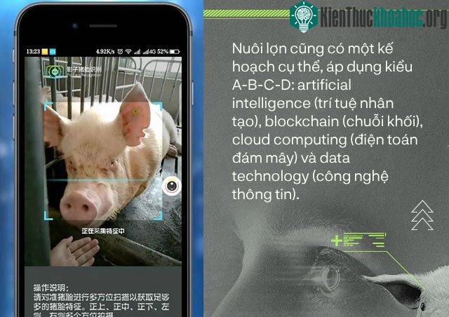 Nhận diện lợn cũng giống cách nhận diện người