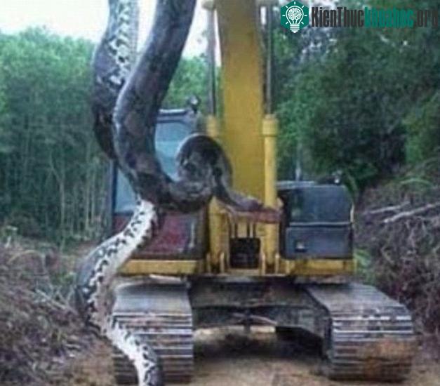 Con trăn dài 10 mét từng được phát hiện năm 2016